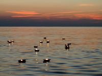 peace-prayer-umag-2010-8